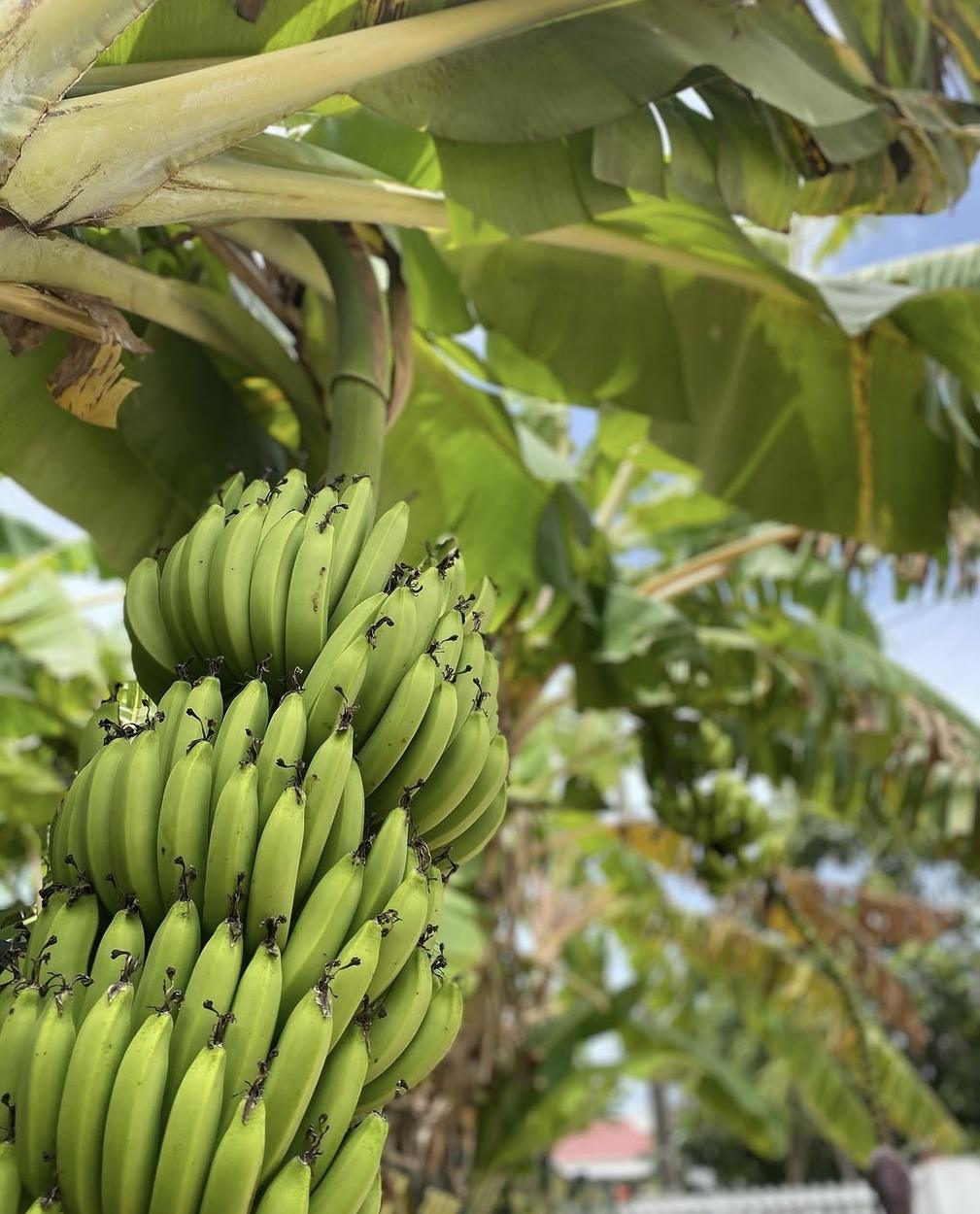 Plantation de bananiers plantains au Cameroun